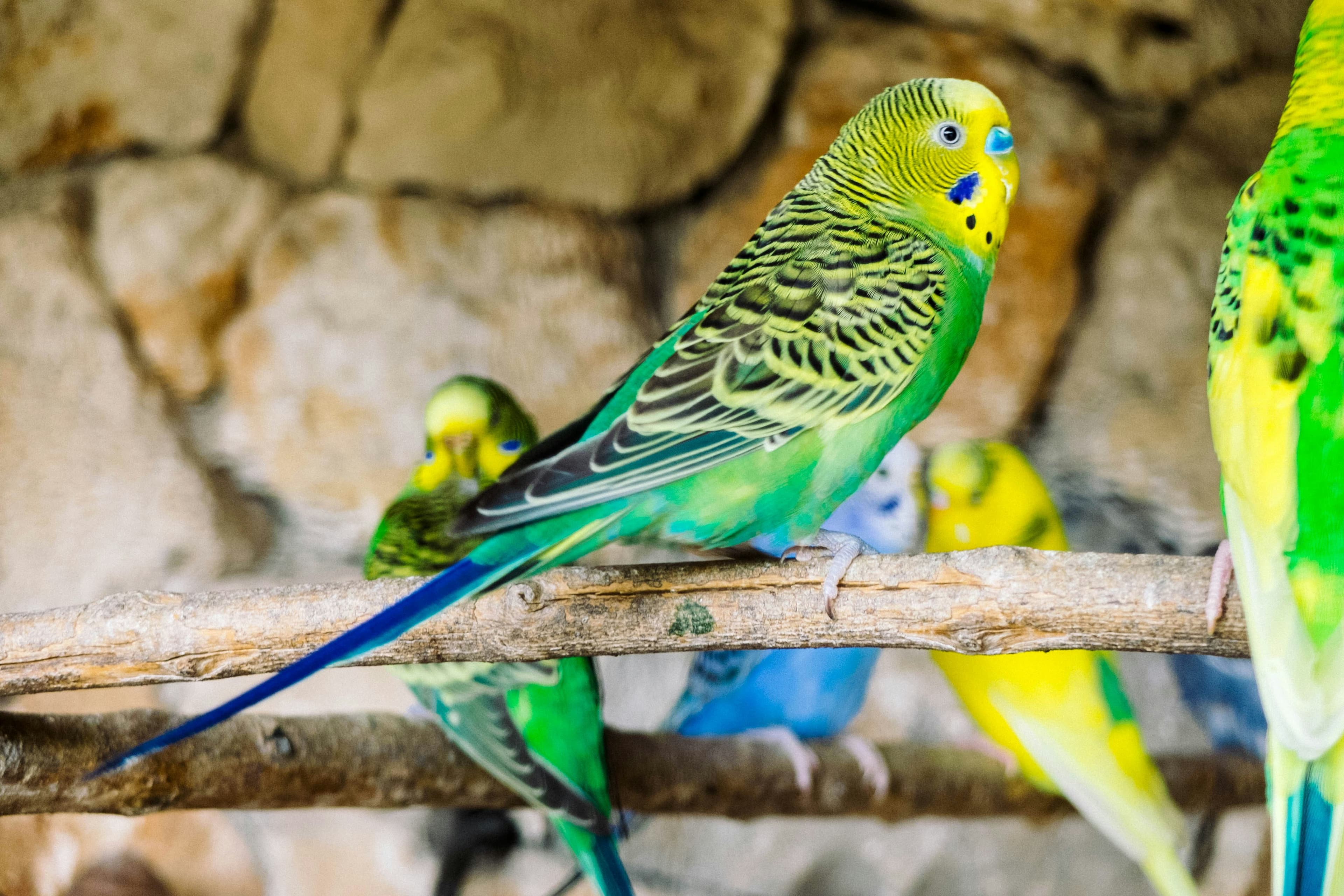 A budgerigar perched on a wooden stick