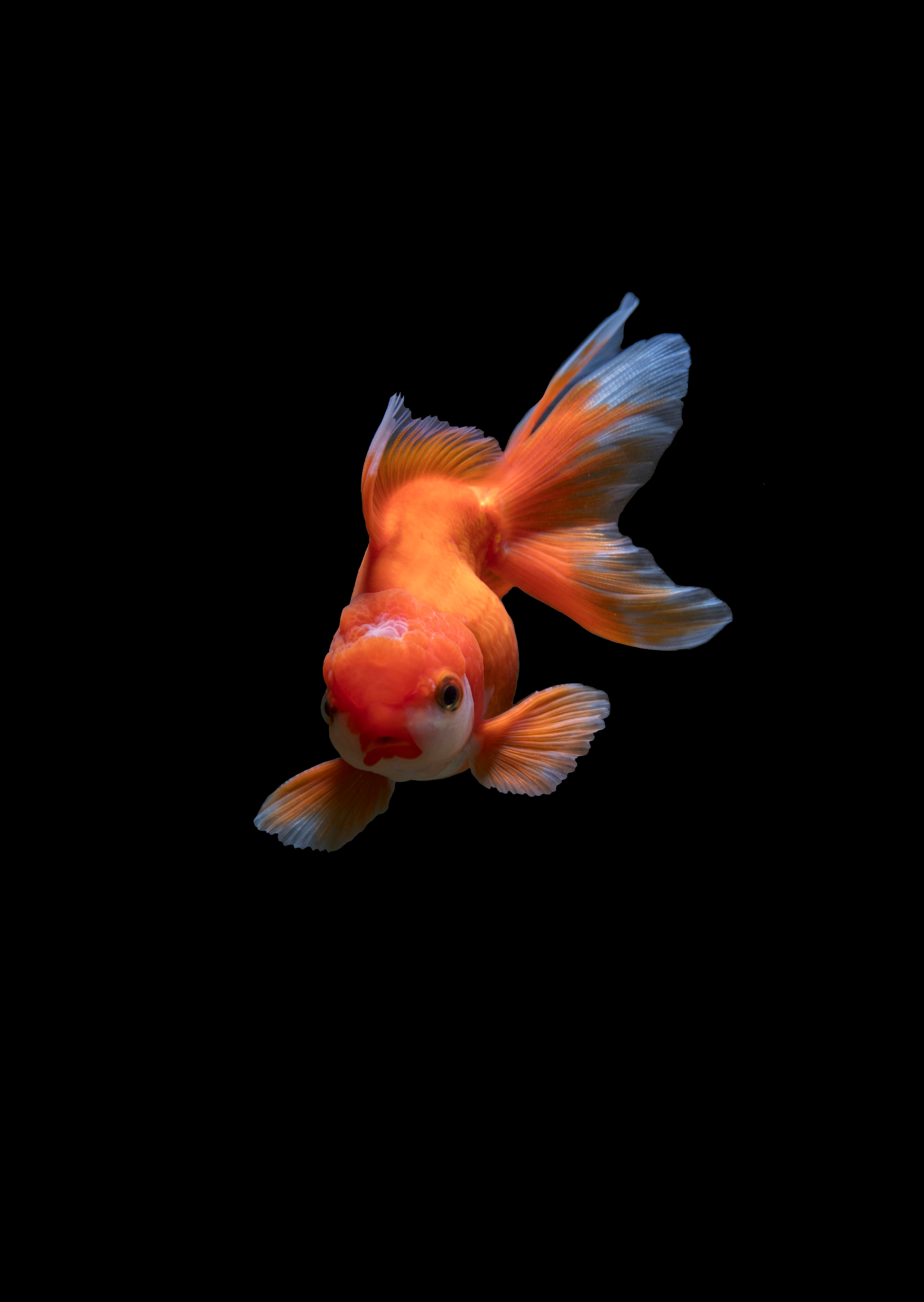 A white goldfish in clear water