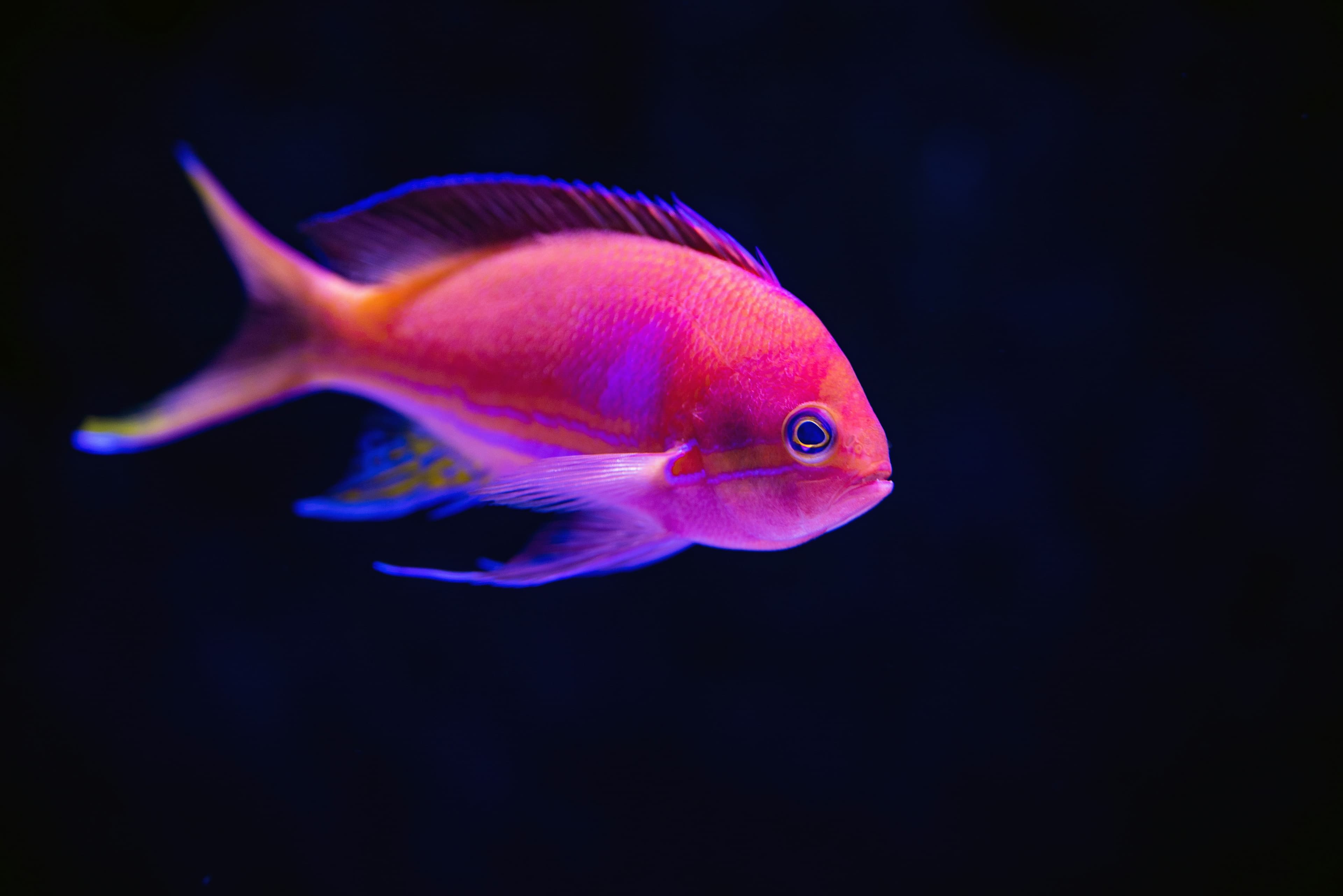 A red fish swimming among plants