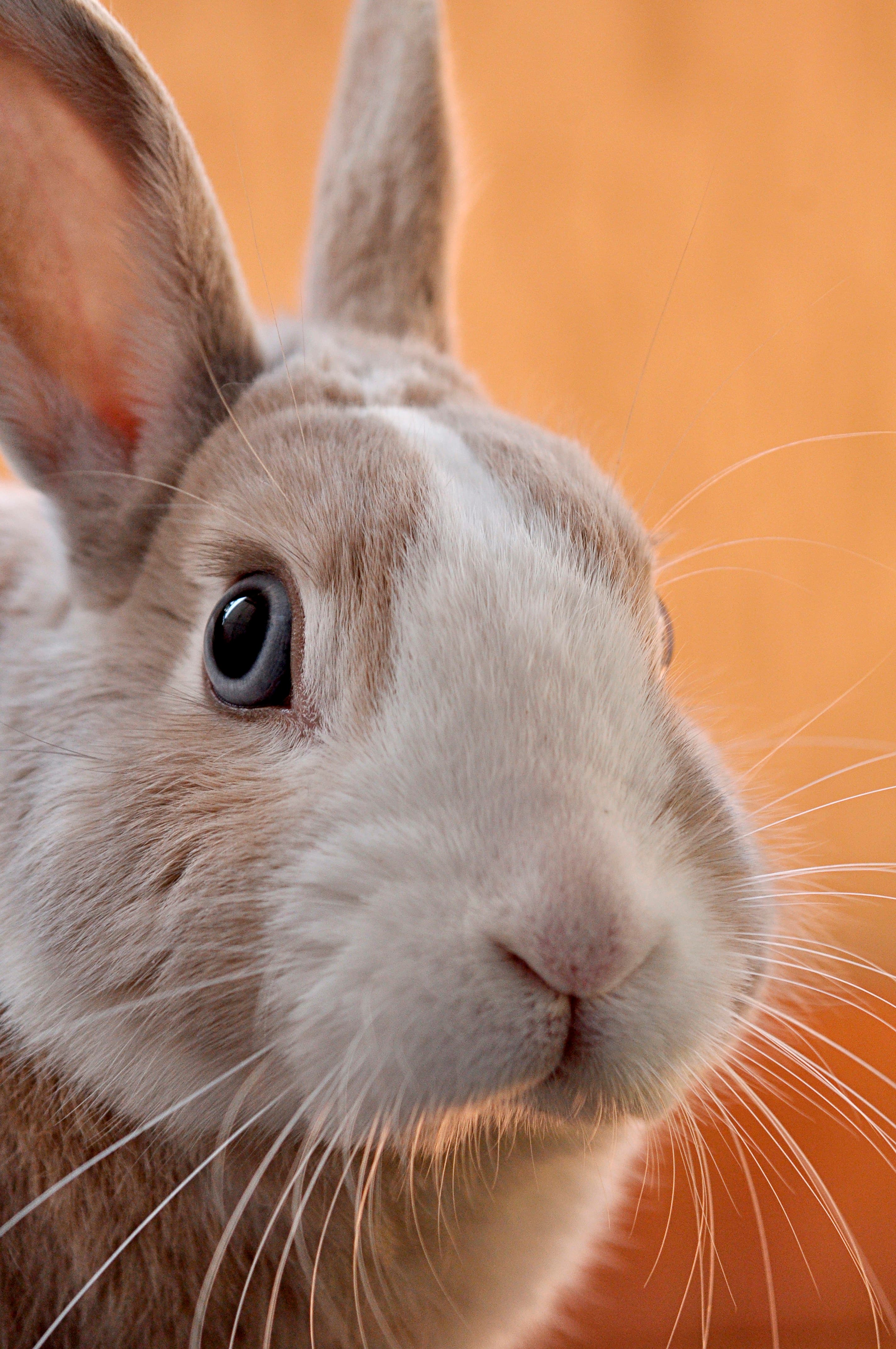 A grey rabbit close up