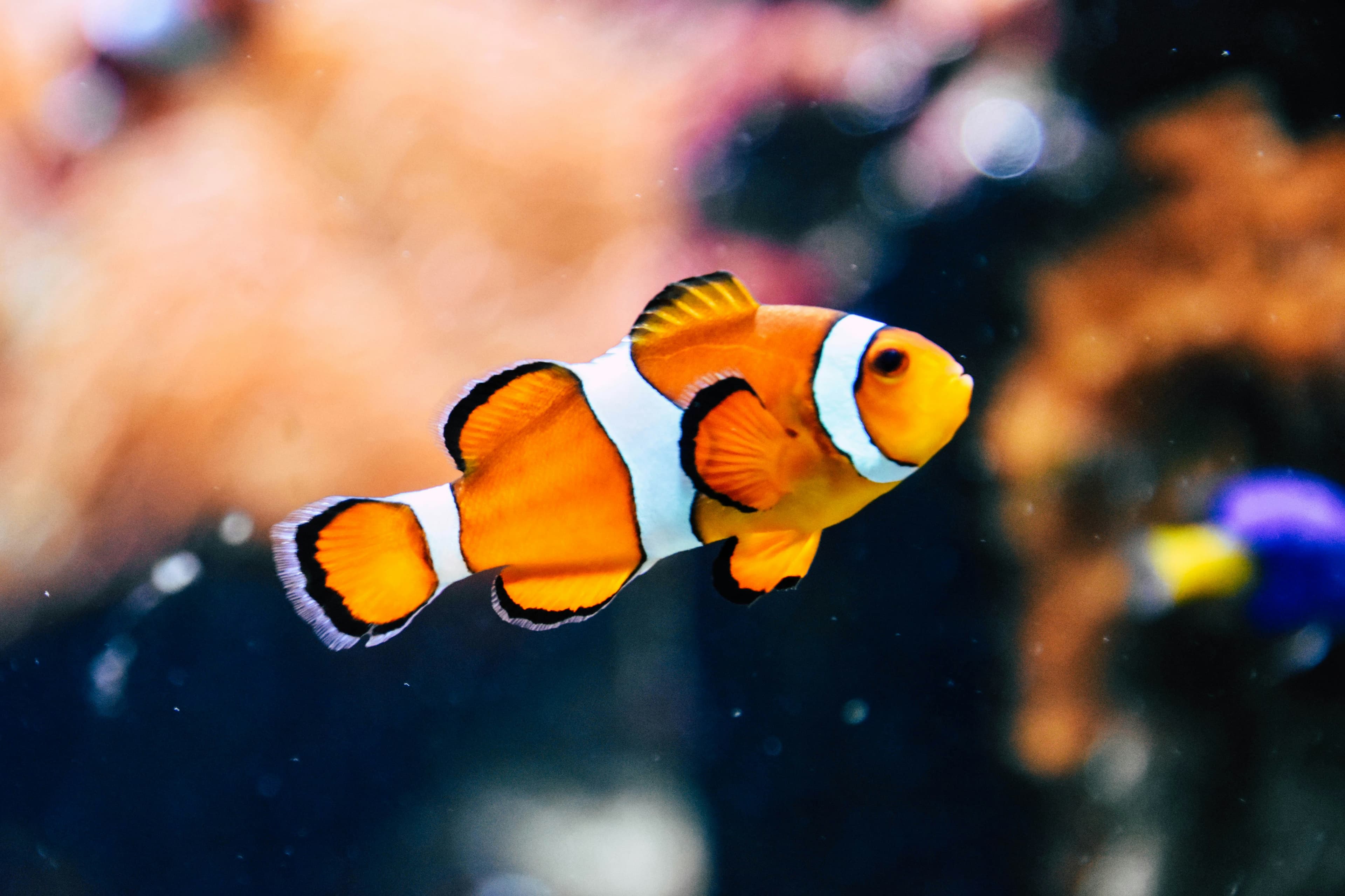 A clownfish among anemone