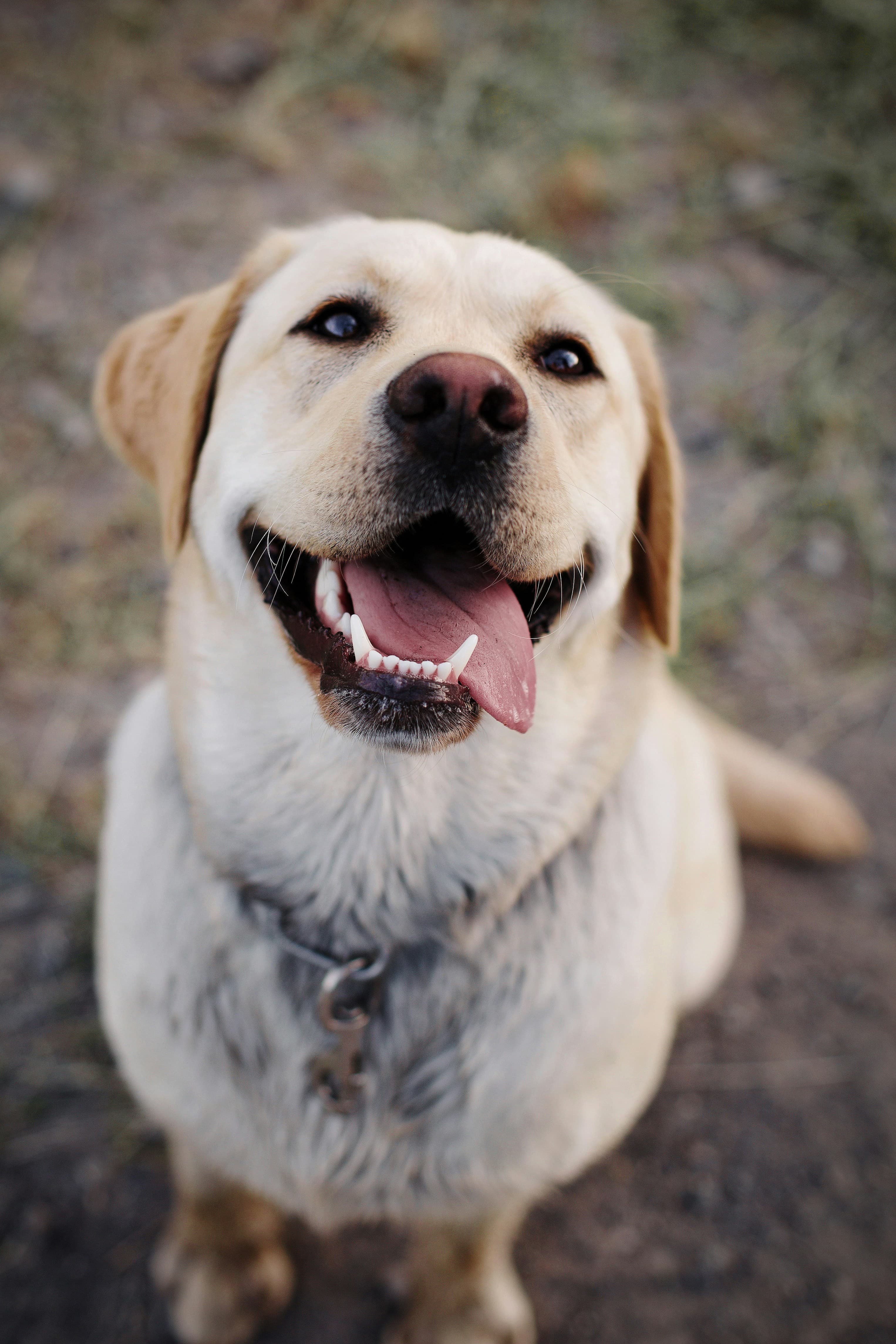 A yellow labrador sitting in long grass