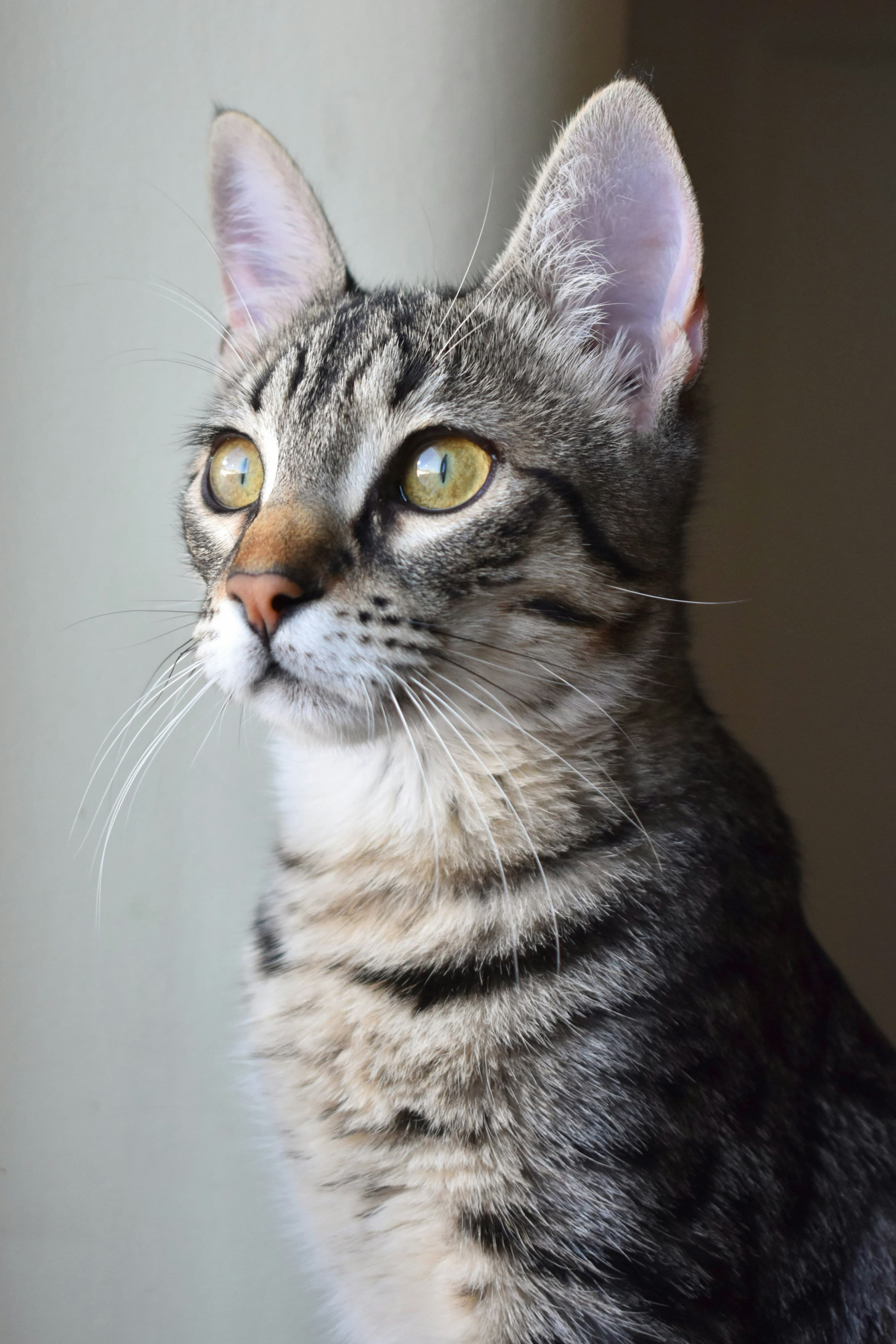 A brown tabby kitten close up