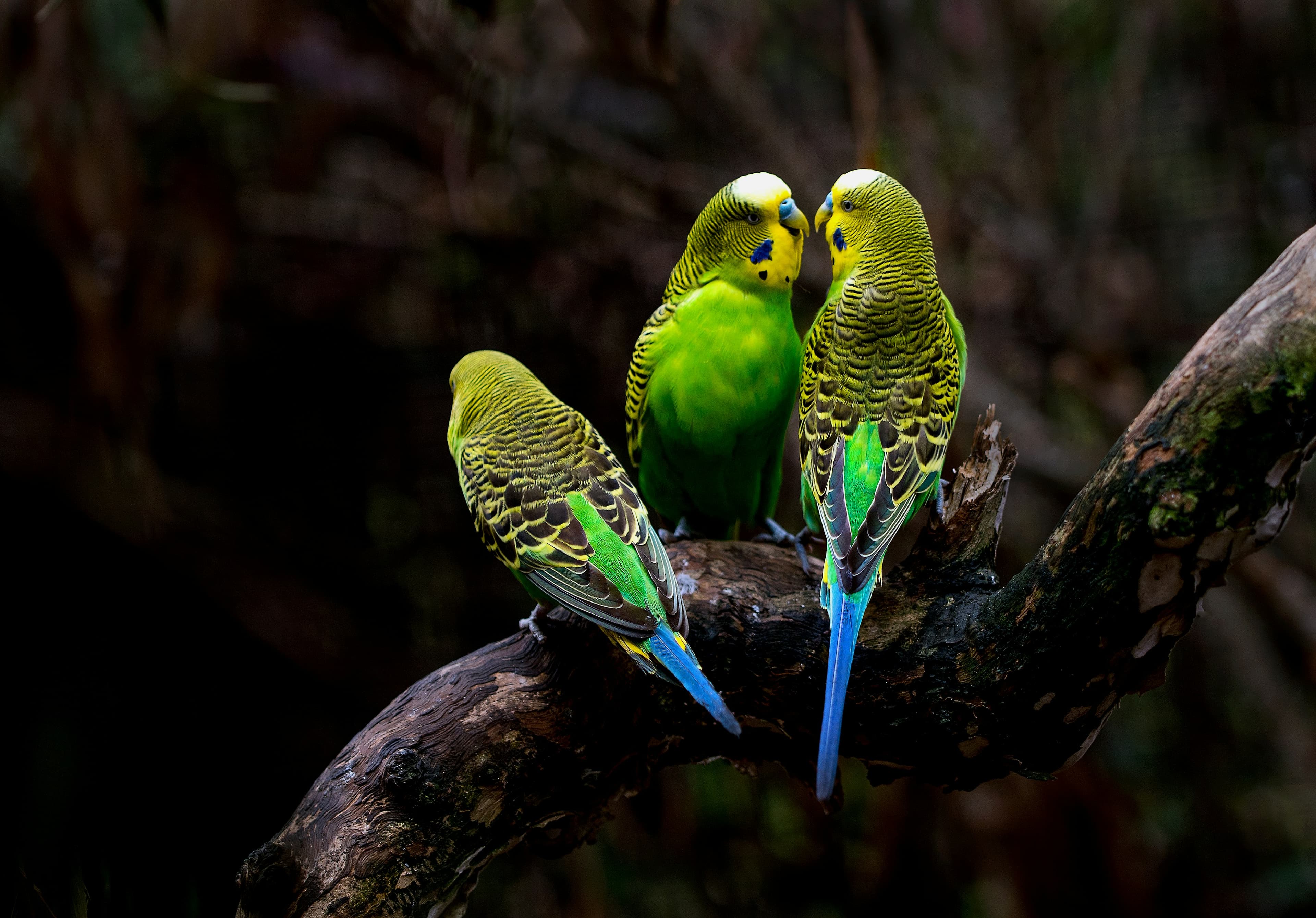 Three budgerigars perched on a branch