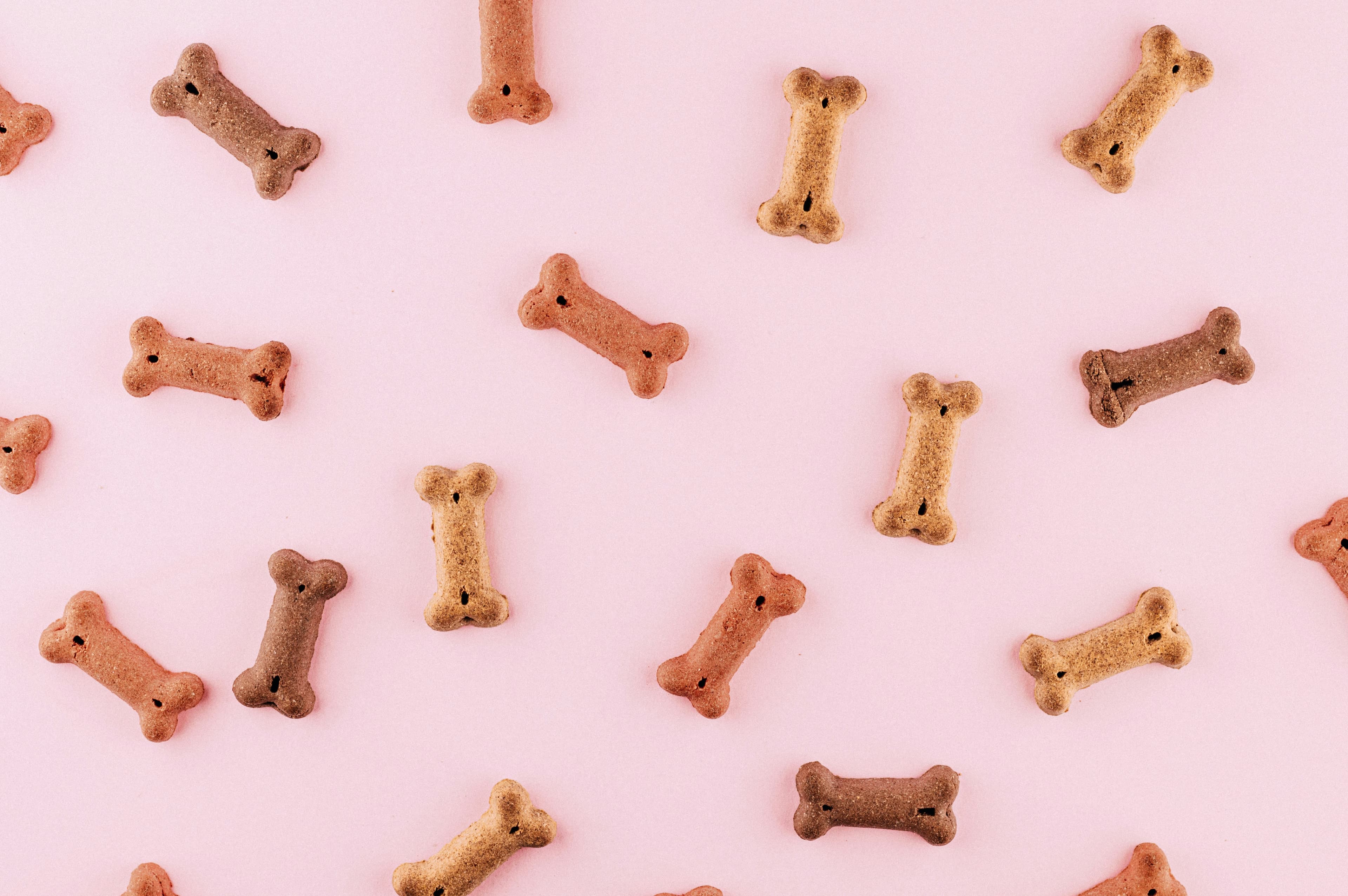 Bone shaped dog biscuits scattered on a surface