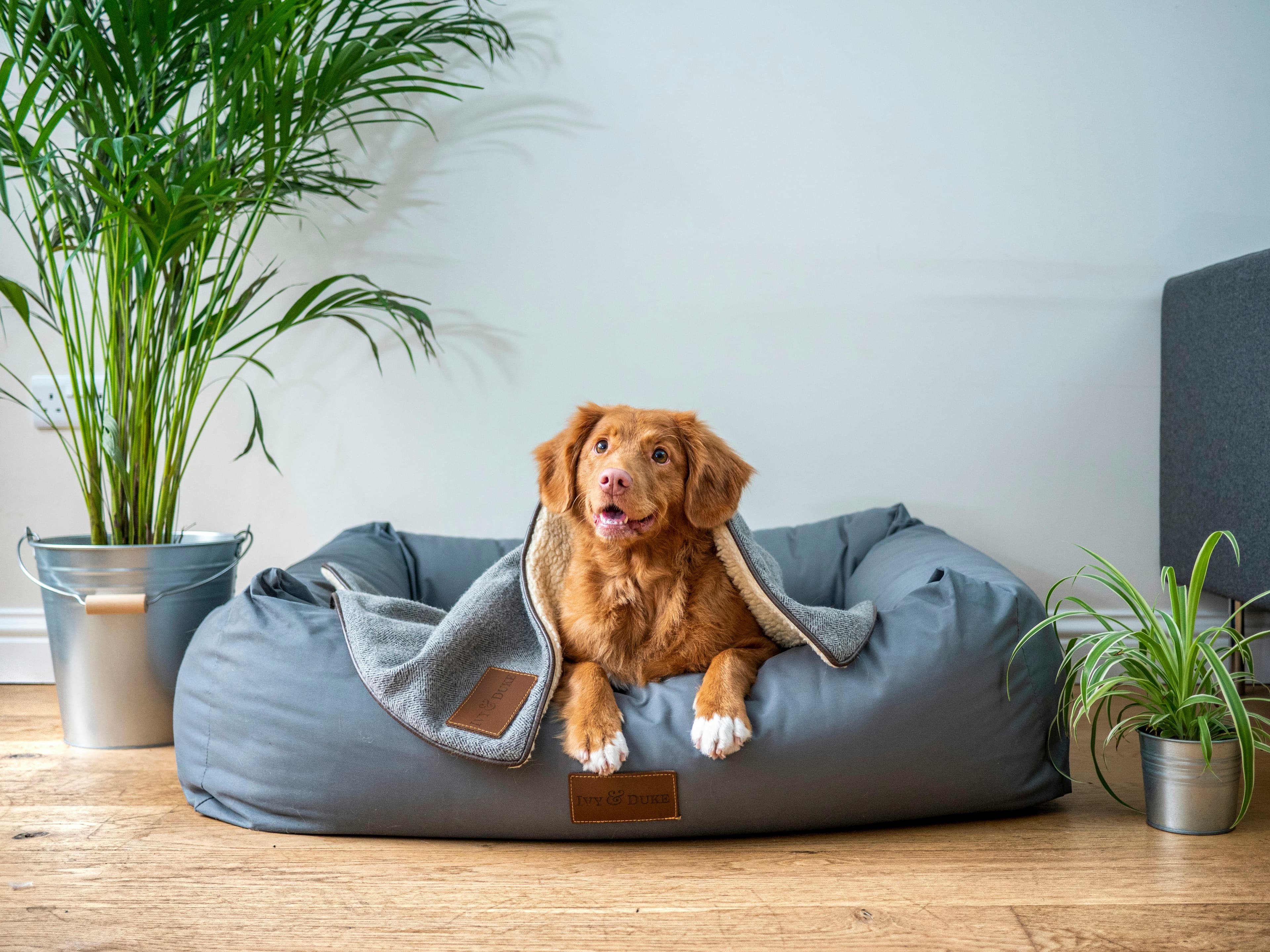 A golden retriever resting in a grey bed
