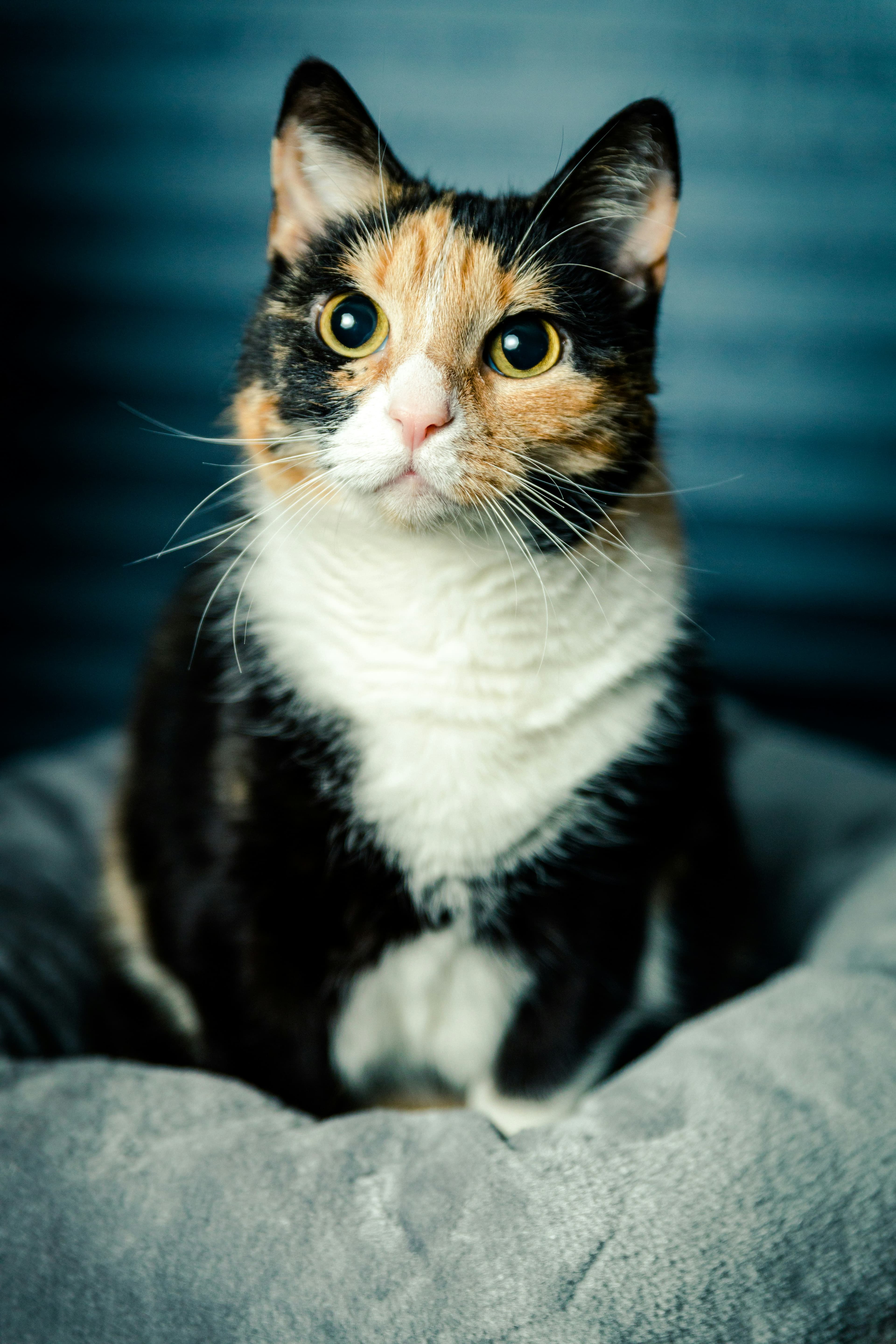 A calico cat lying on grey fabric