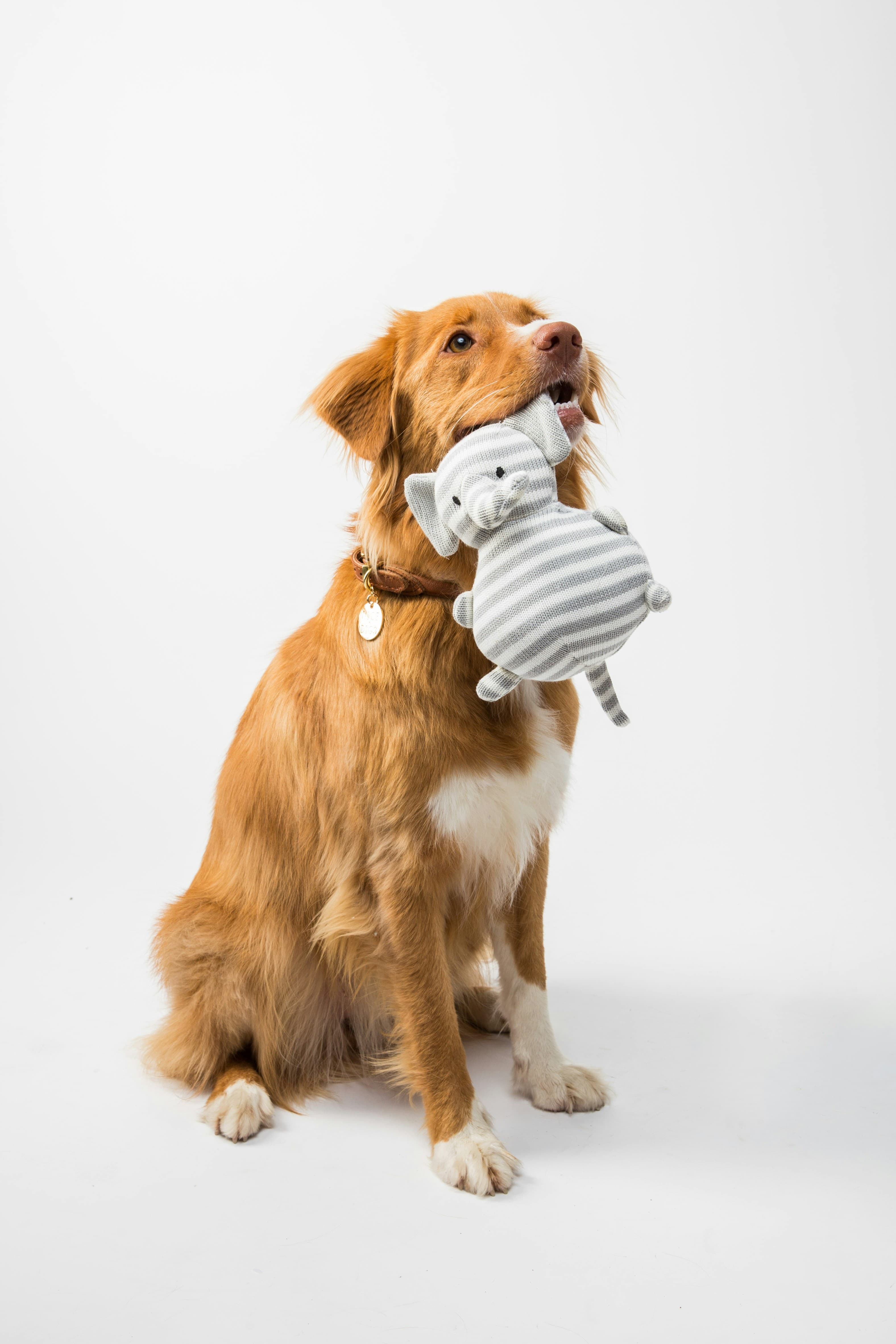 A dog carrying a rope toy in its mouth