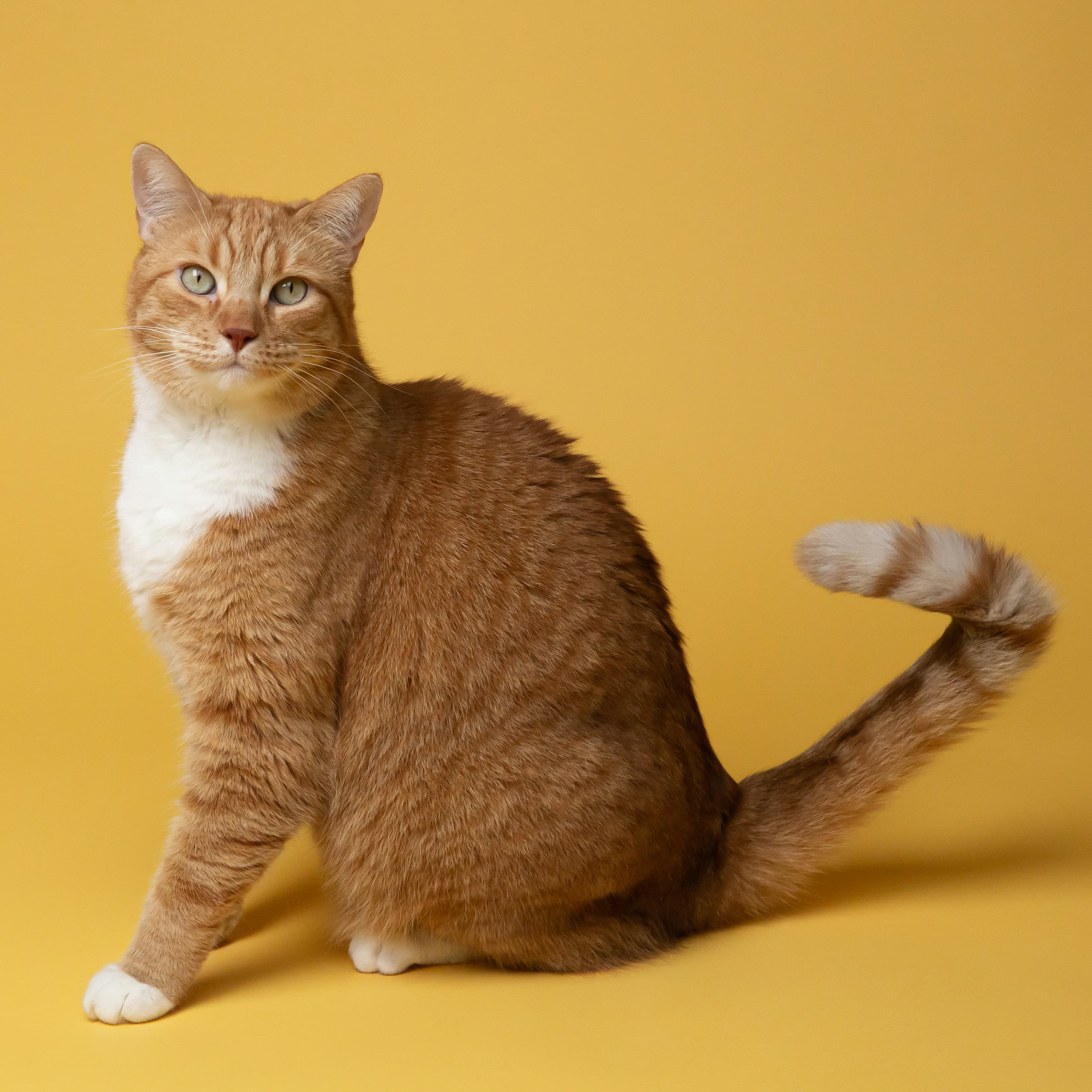 A ginger tabby cat looking up