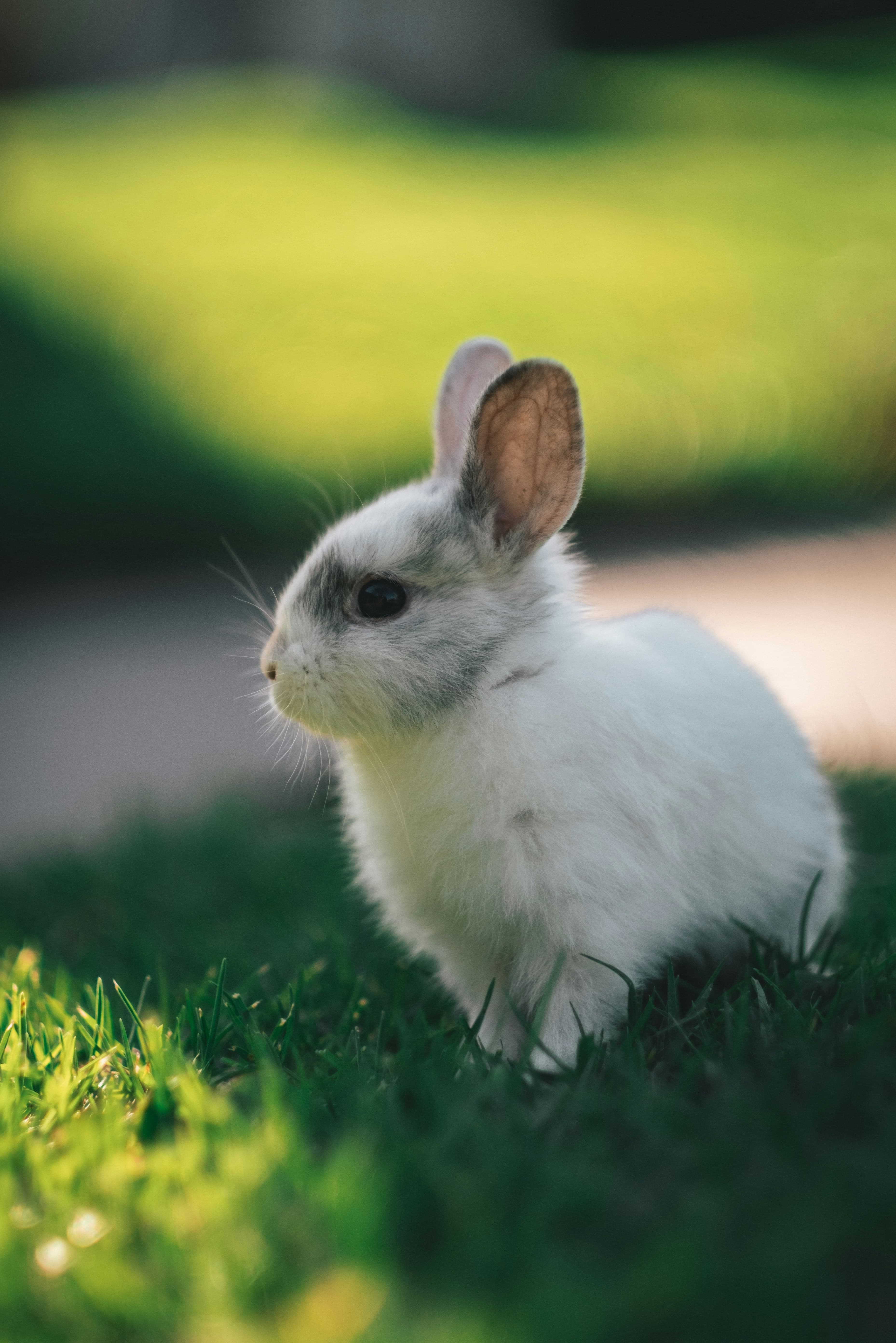 A white rabbit sitting on grass