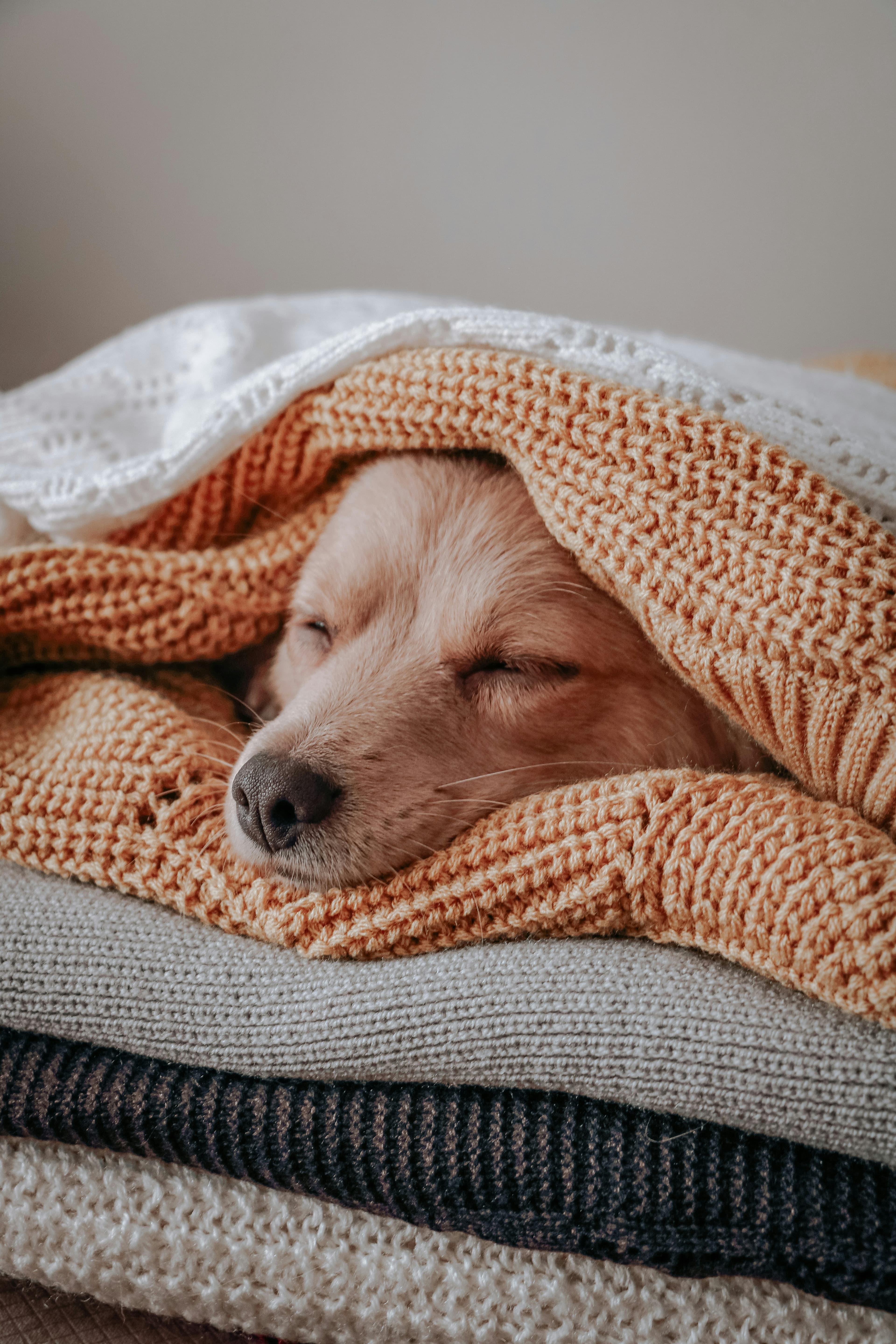 A dog wrapped in an orange blanket