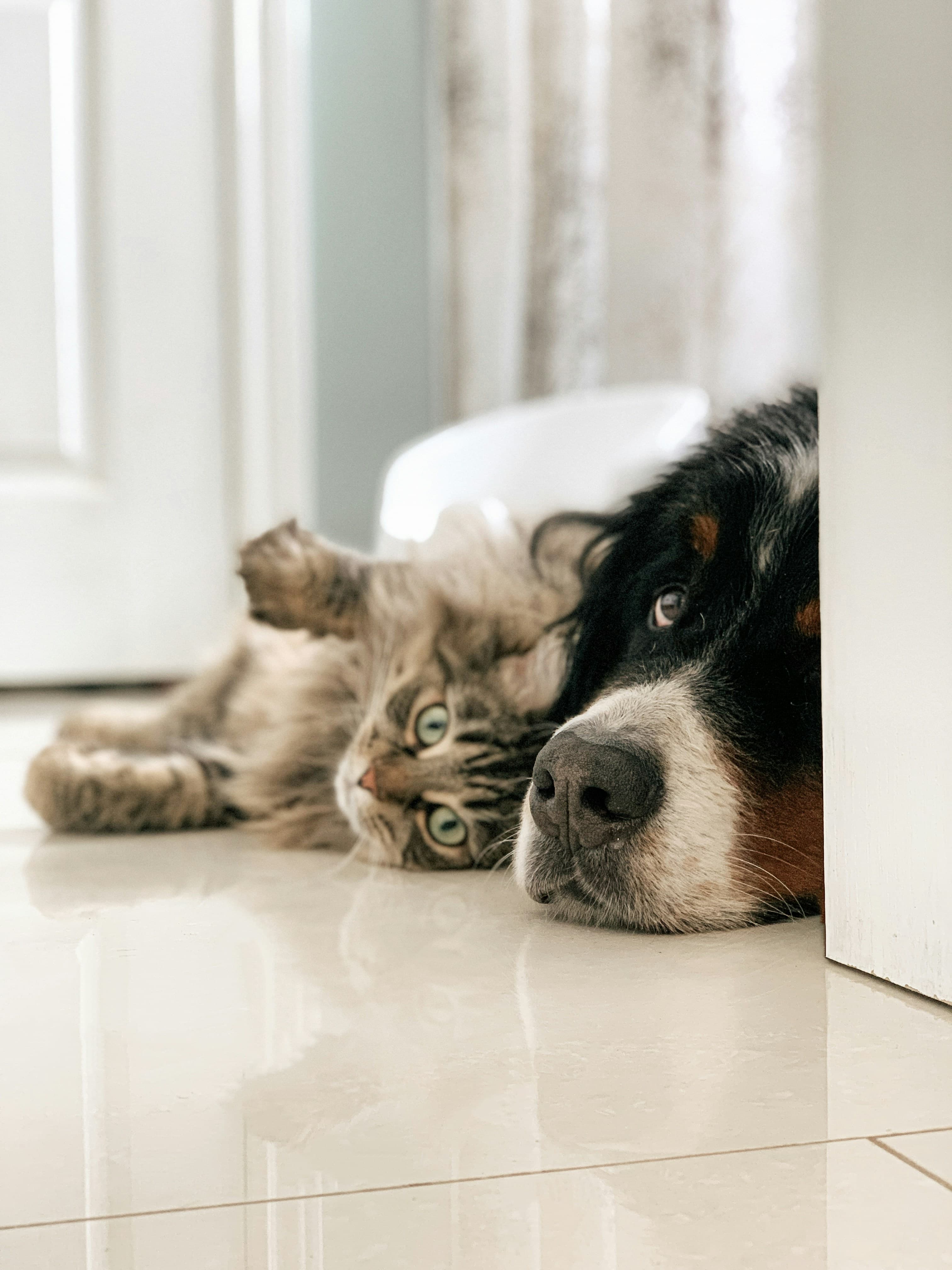 A tabby cat and a Bernese mountain dog lying together on a wooden floor