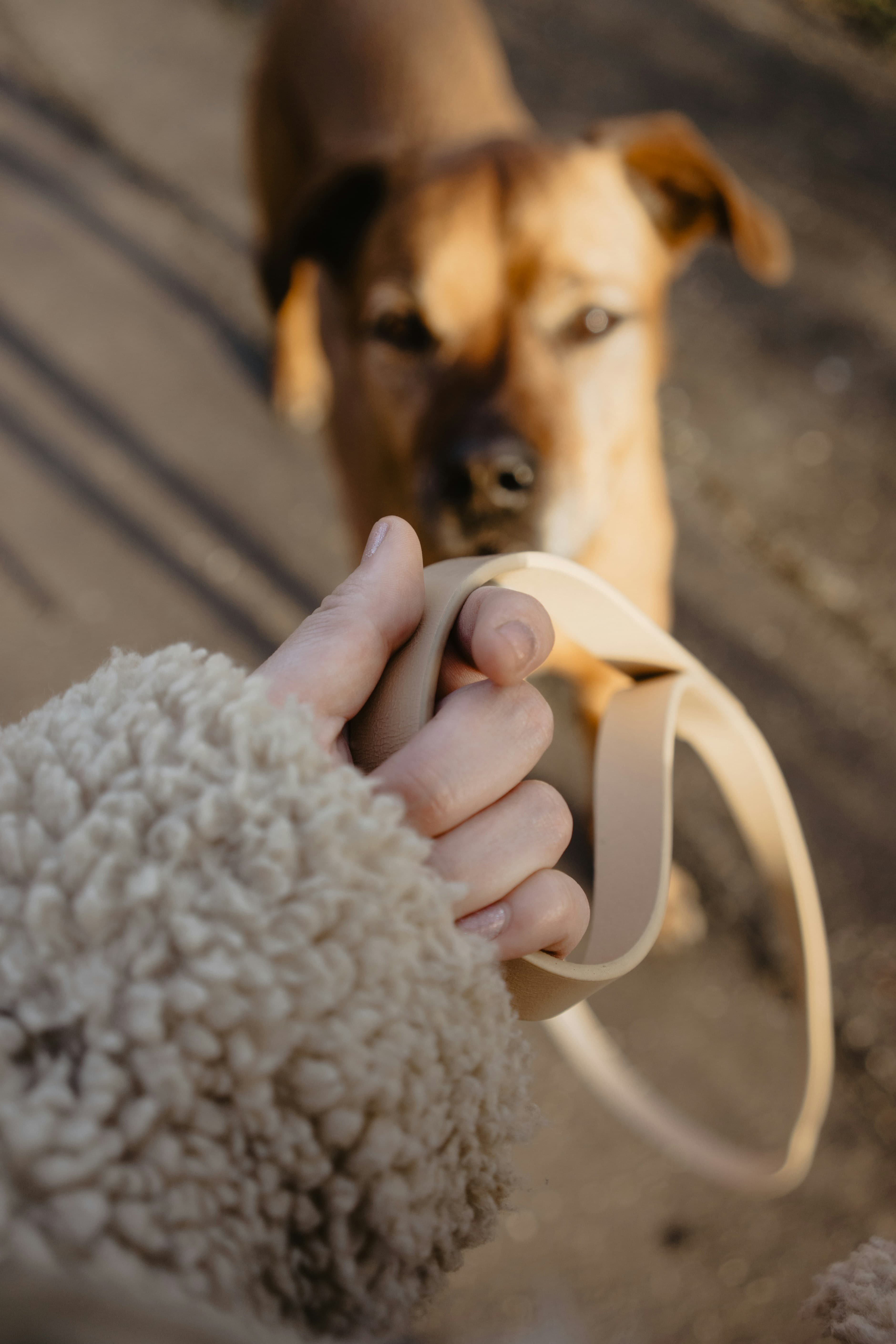 A person holding a short haired brown dog
