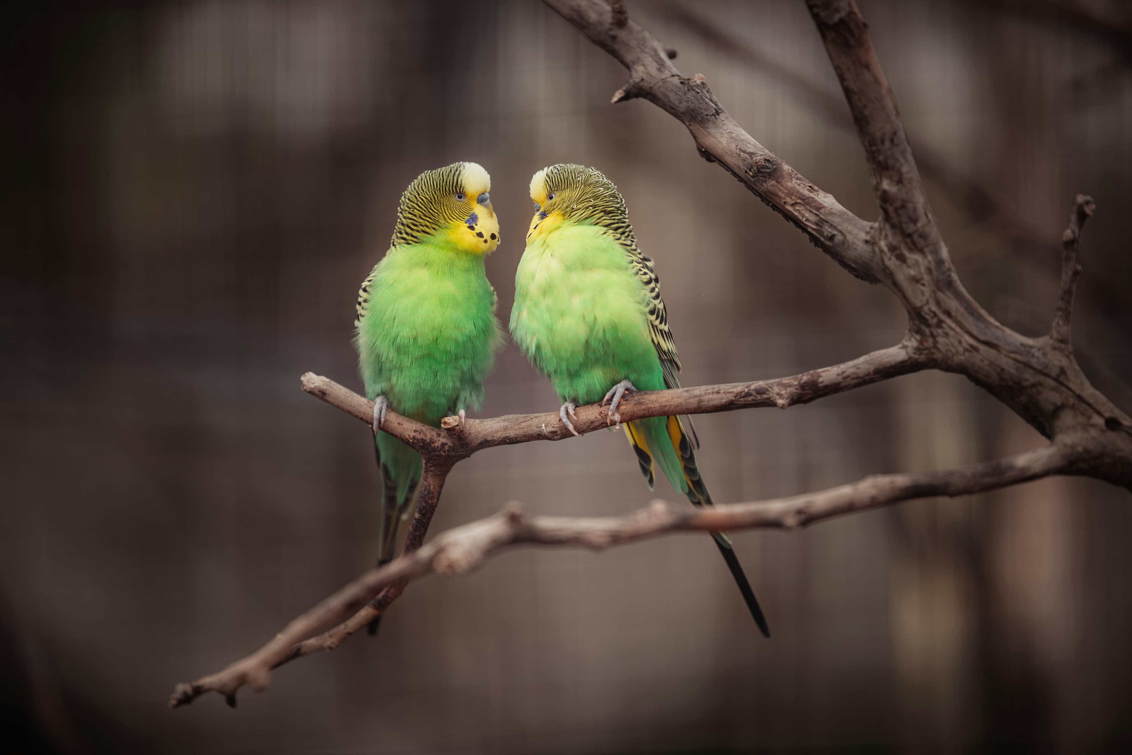 A green and yellow budgerigar on a branch