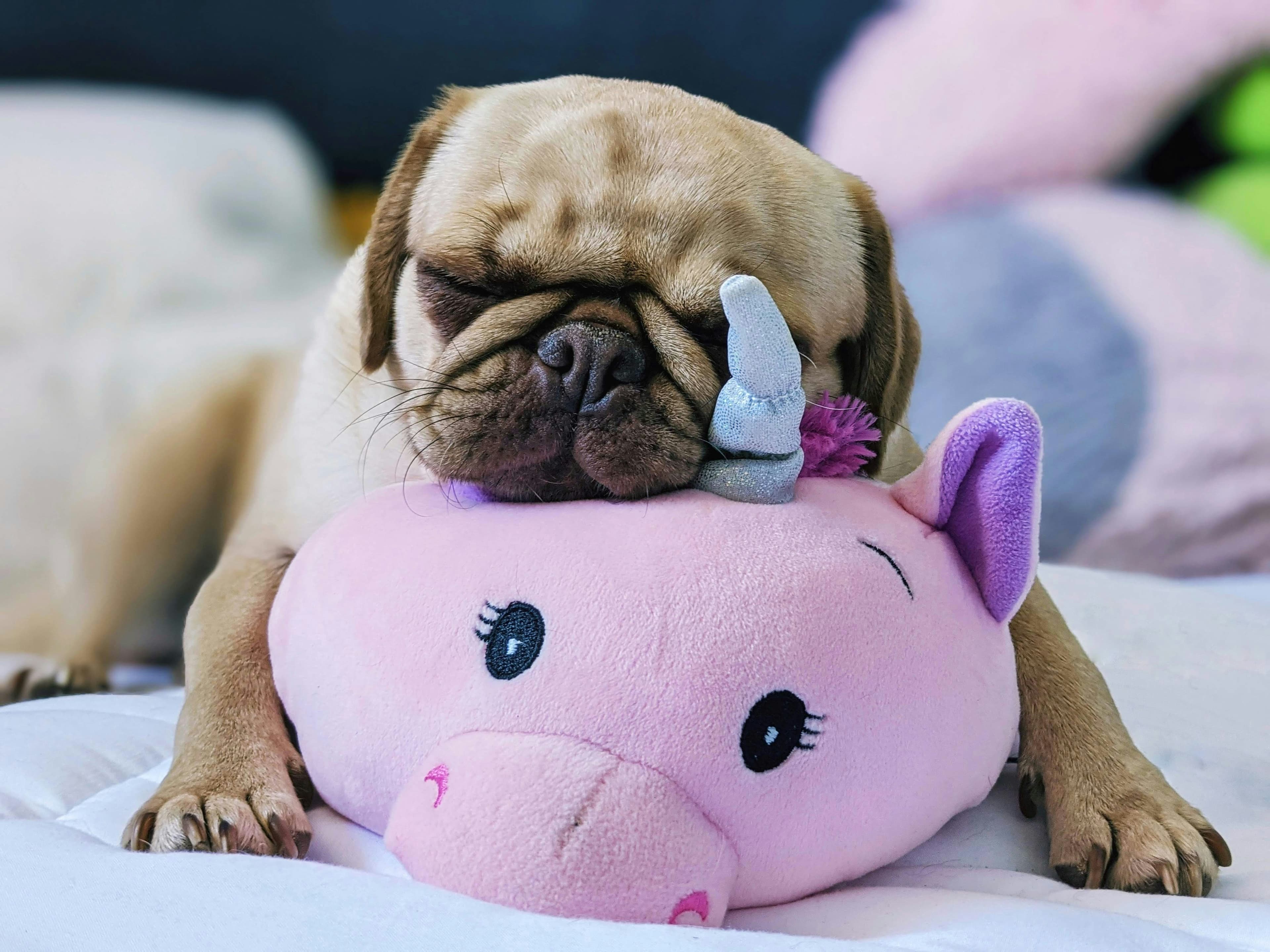 A pug puppy lying on a pink plush toy