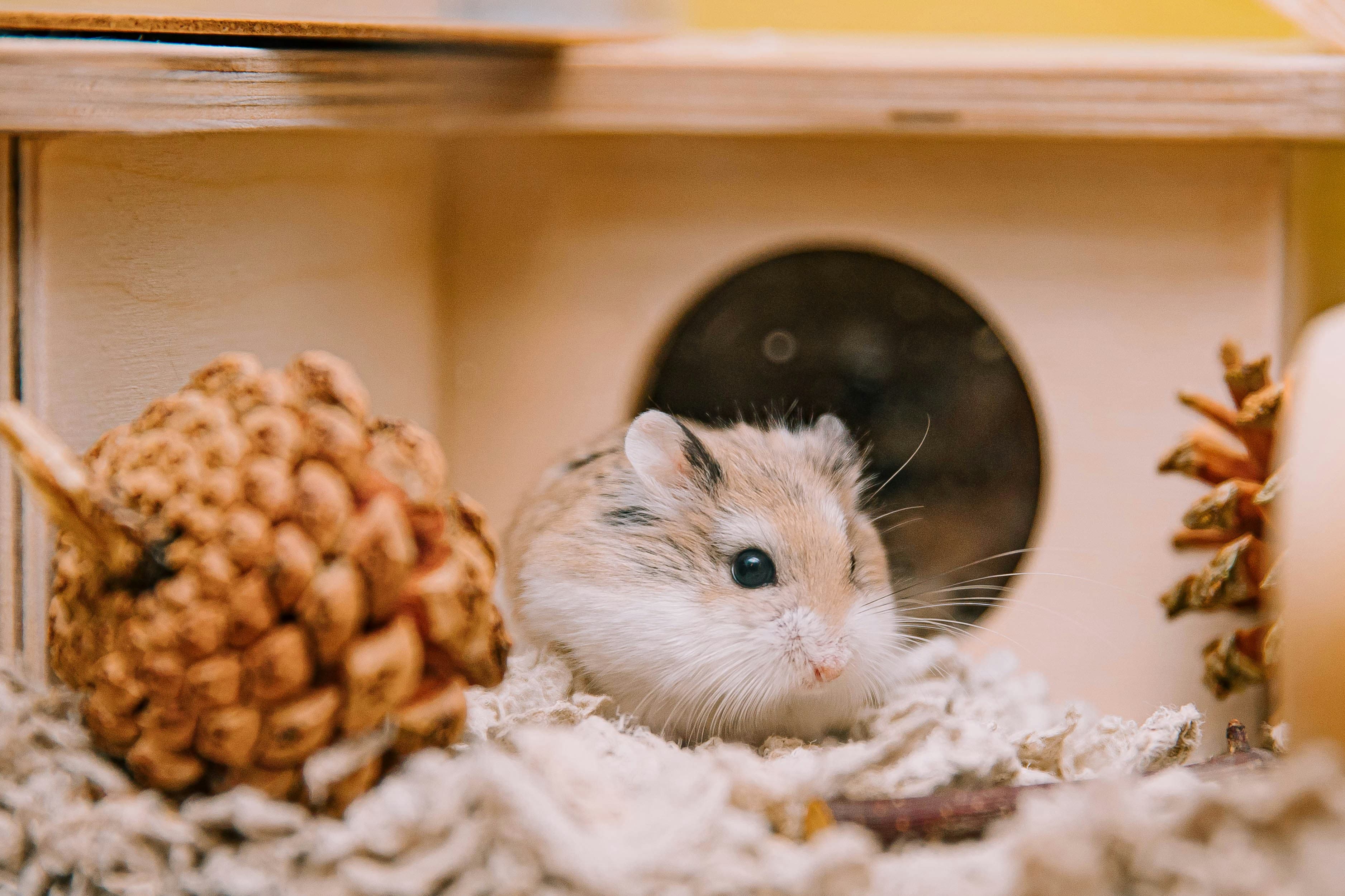 A hamster beside a small wooden house