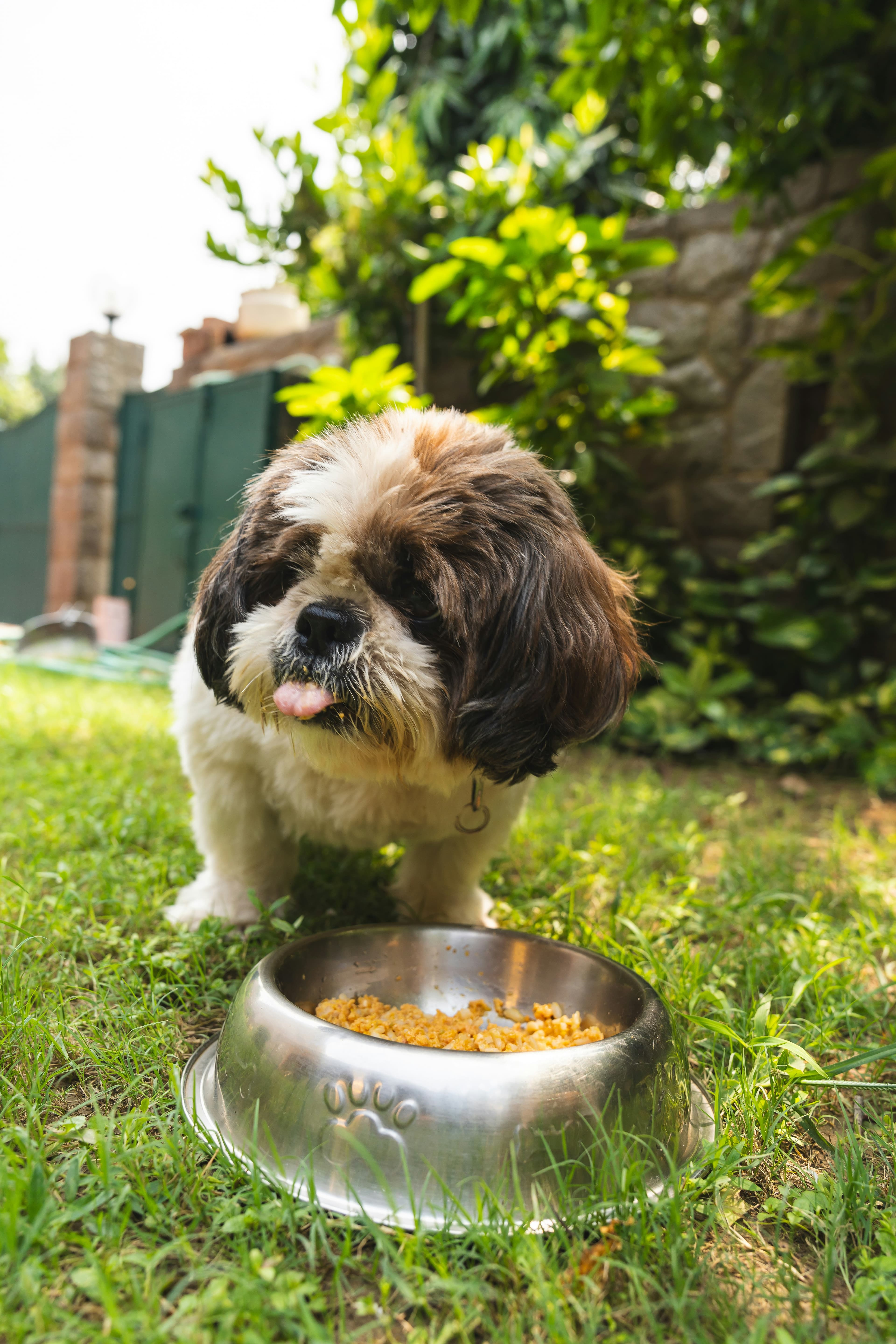 A brown and white dog eating from a bowl