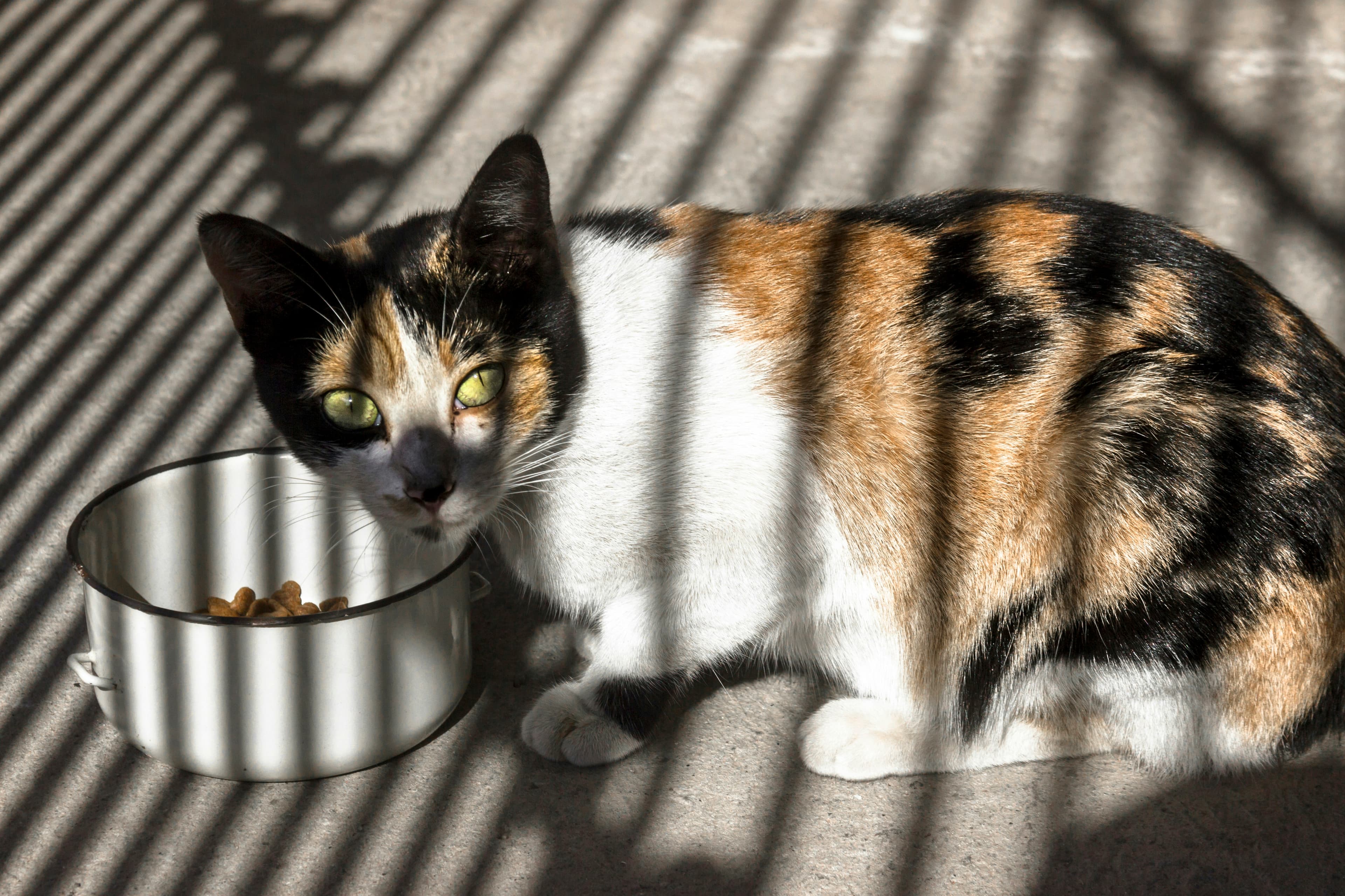 A calico cat beside a food bowl