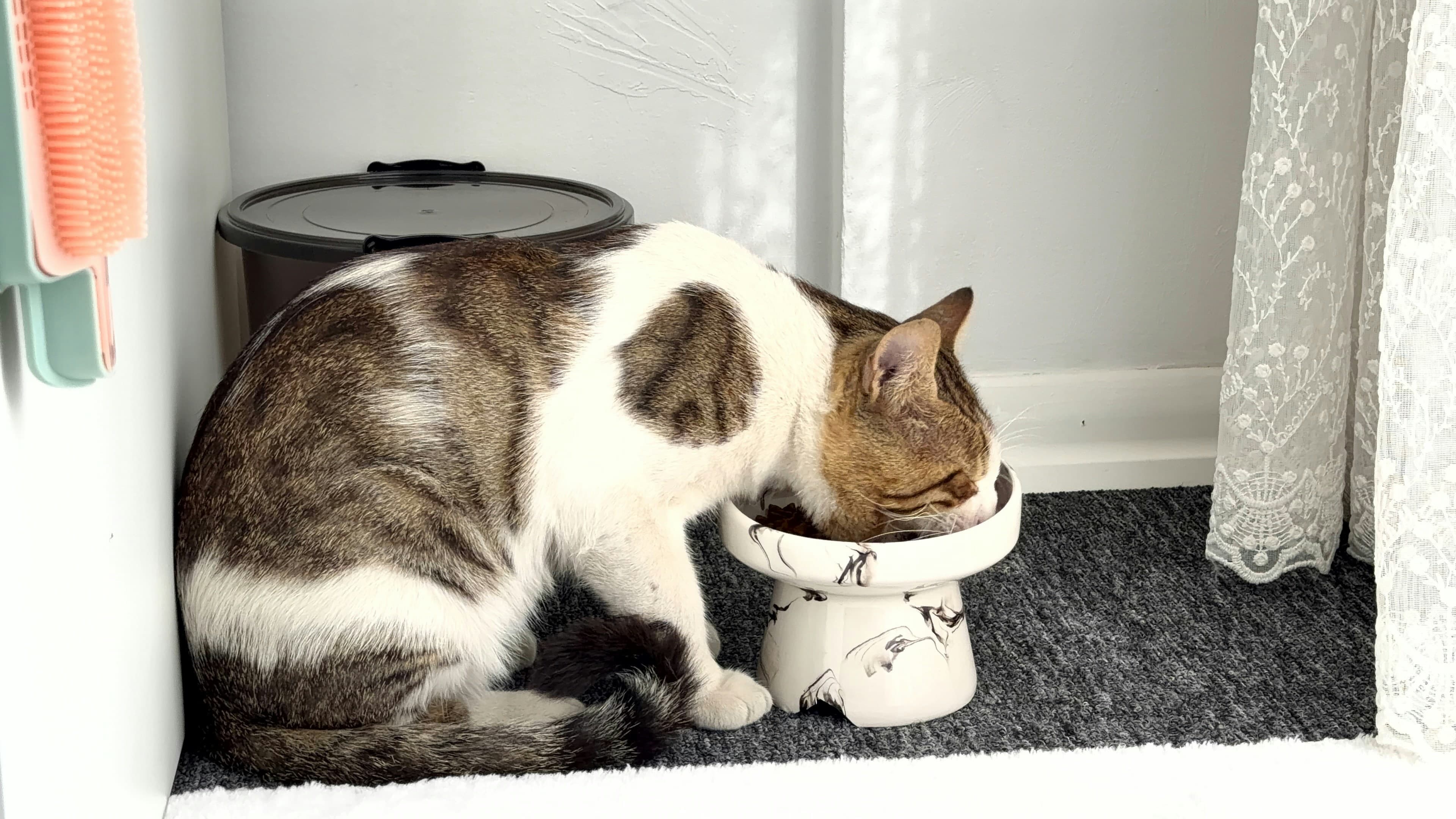 A tabby and white cat eating from a raised bowl